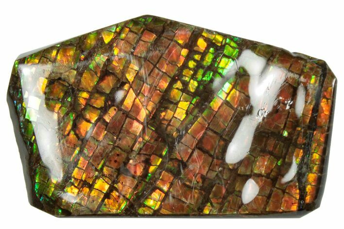 Iridescent Ammolite (Fossil Ammonite Shell) - Rainbow Colors #293319